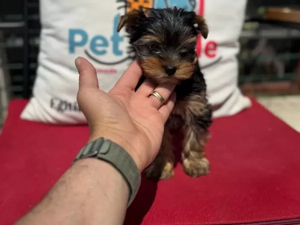 Ankaranın En Güzel Tea Cup Yorkshire Terrier Leri