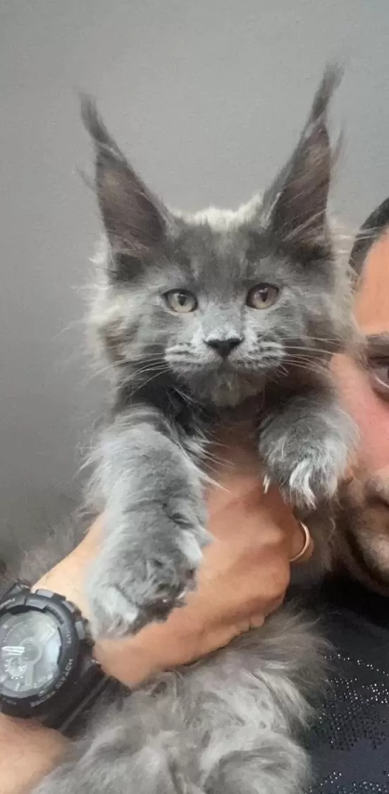 Xxxl Kocaman Erkek Maine Coon