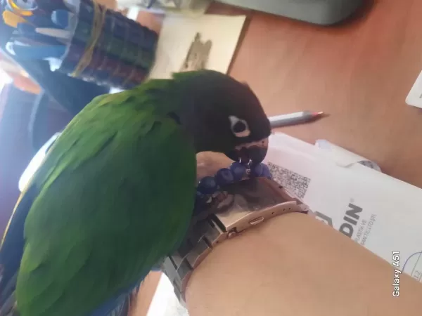 Ele Alışık 2 Aylık Oyuncu Konur Papağanı
