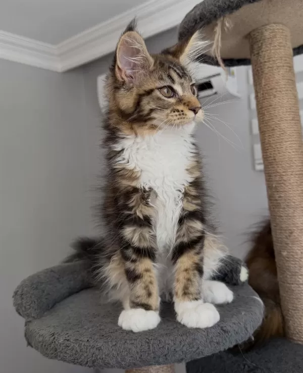 Xxxl Maine Coon 2209 Dişi