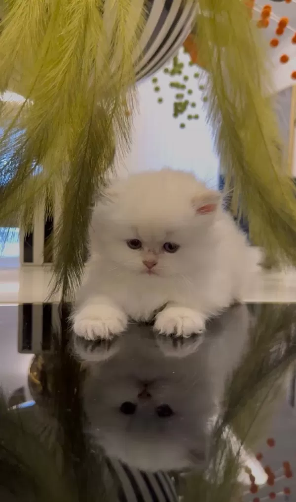 Bebek Yüz British Longhair Yavrularim