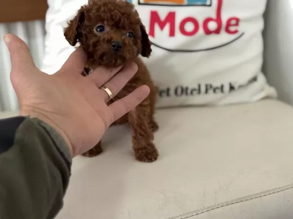 En Özelini Arayanlar İçin Tea Cup Kore Poodle