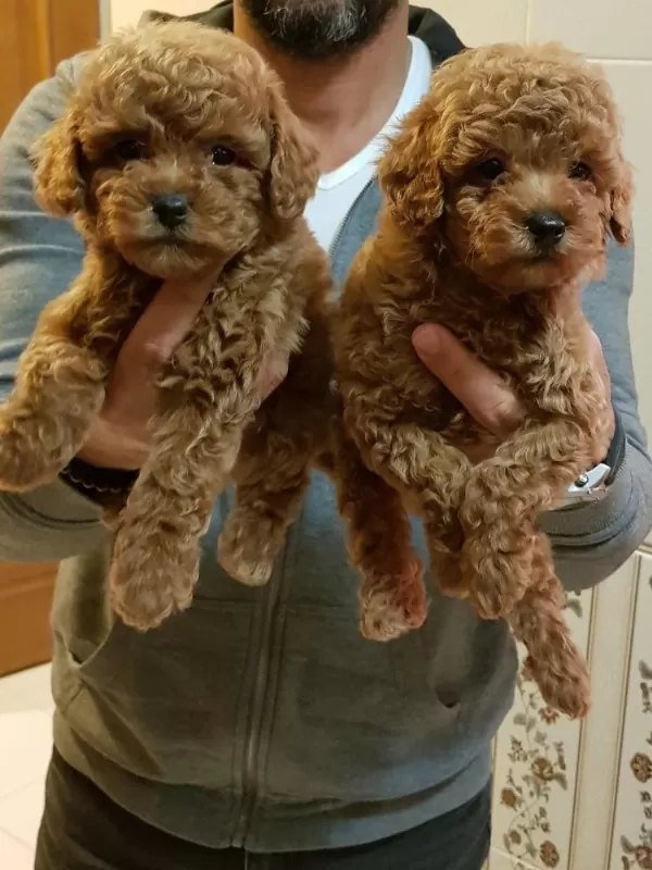 Red Brown A Kalite Orjinal Toy Poodle Yavrular