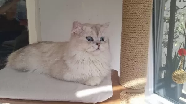 Ev Kedisi British Longhair Erkek Okyanus Göz