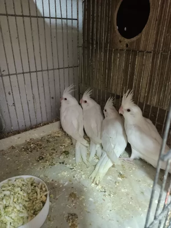 Her Renk Yavru Sultan Papağanı