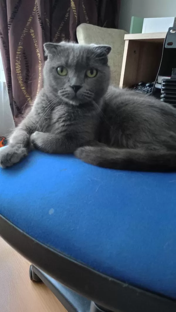 Sahibinden Scottish Fold Kedimiz