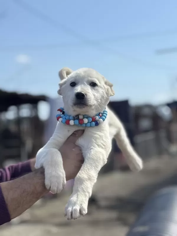 Kangal Ve Anadolu Çoban Akbaş