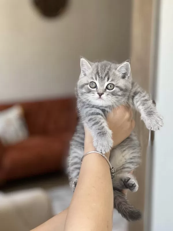 Ayi Surat British Shorthair Yavrum