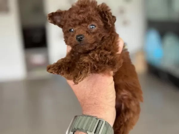Çok Özel Tiny Kore Poodle Yavrularımız Ziyarete Açık