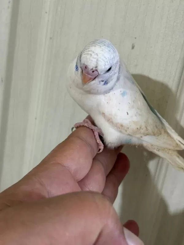31 Günlük Konuşturmalik Bebek Muhabbet Kuşu