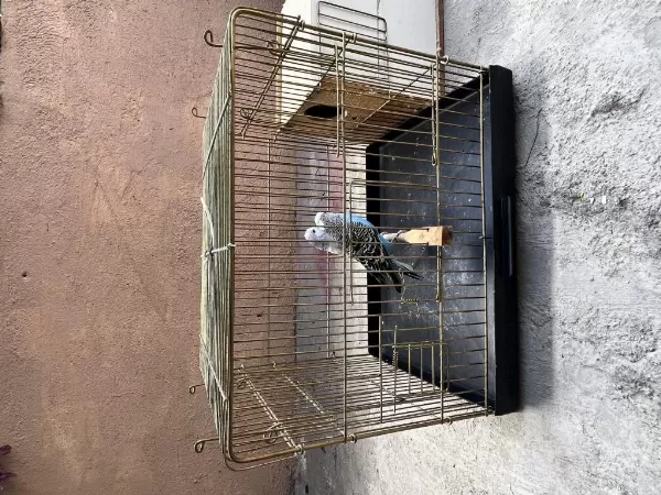Jumbo Muhabbet Kuşu Takım