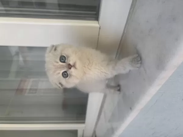 British Shorthair Silver Point Yavrular