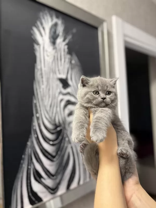 Ayi Surat British Shorthair Yavrularim