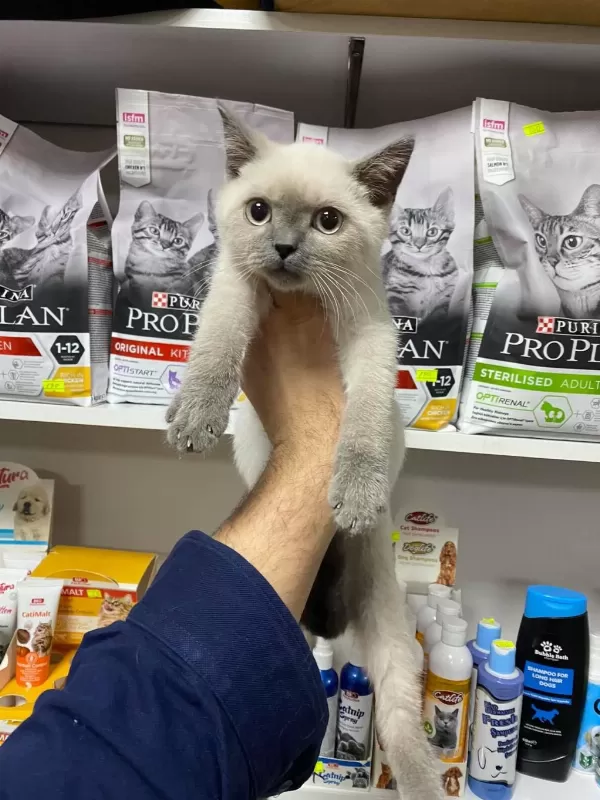 Piril Piril Blue Point British Shorthair Bebekler