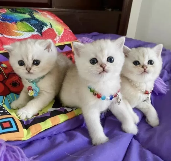 British Shorthair Yavrular