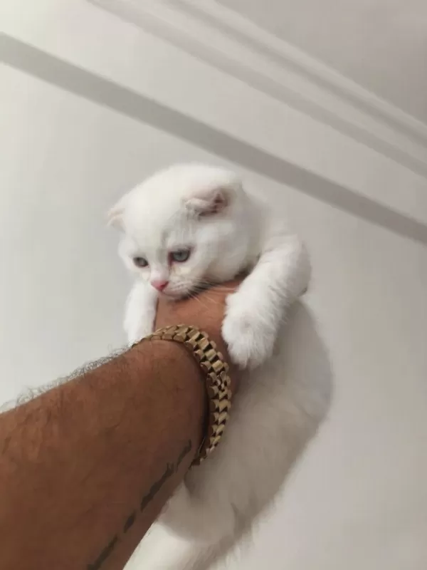 2 Aylık Kedilerimiz Sahiplendirilecektir