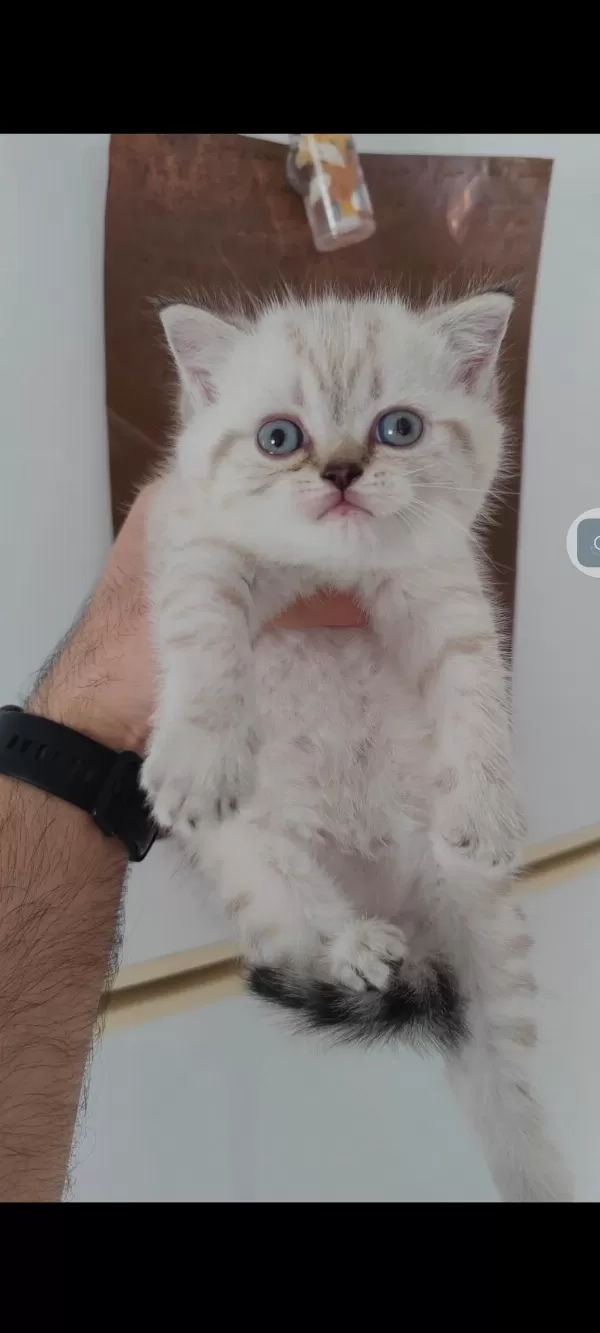 British Shorthair Kedisi