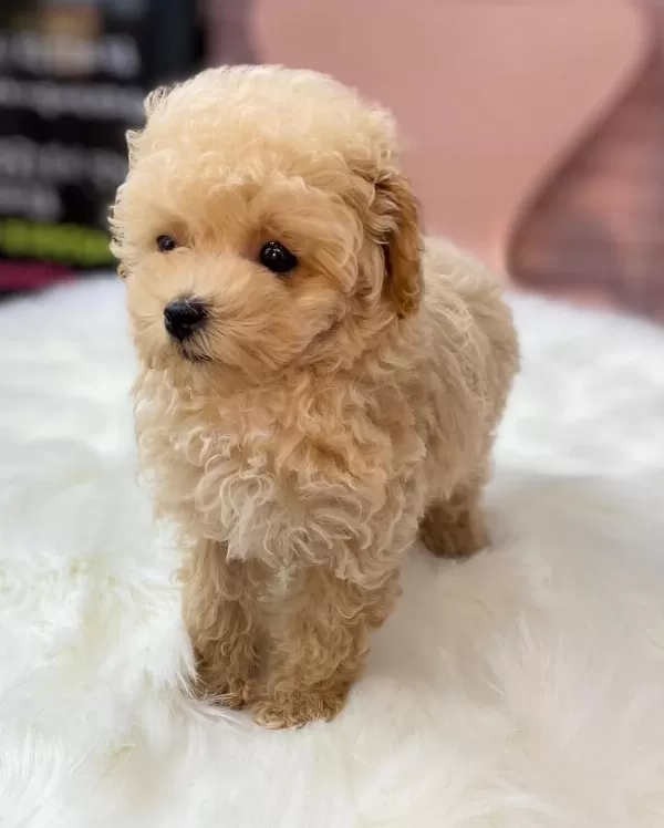 Maltipoo Güzellikler