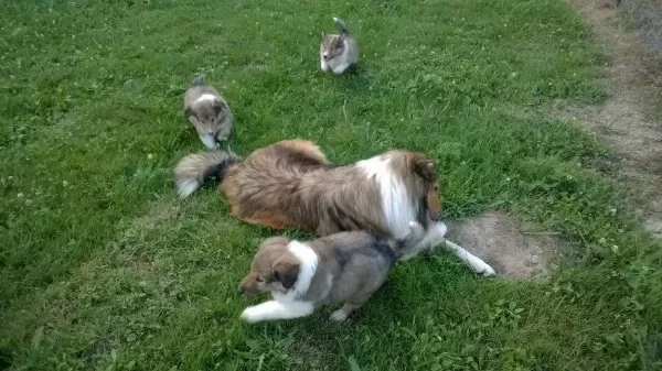 Rough Collie ( Lessie ) Yavrulari