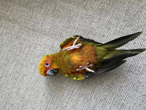 El Besleme Bebek Güneş Konur Papağani