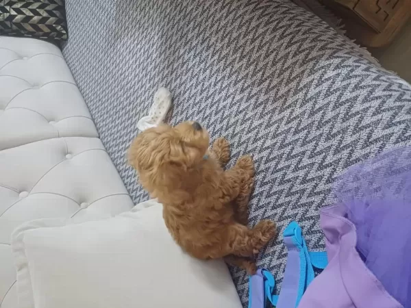 Sağlıklı 2.5 Aylık Maltipoo