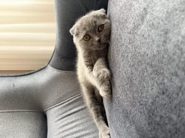 Ücretsiz 2 Aylık Scottish Fold Yavru Kedimiz