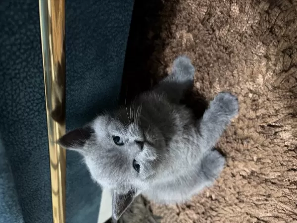 British Shorthair Cinsi