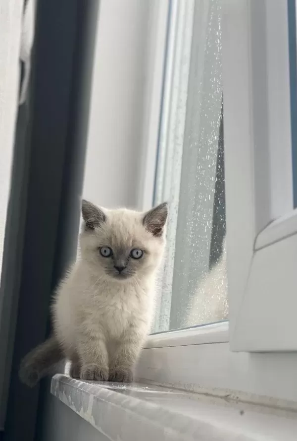 Mükemmel Kalitede British Shorthair Yavrularımız