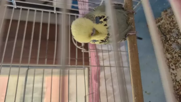 Show Jumbo Erkek Muhabbet Kuşu