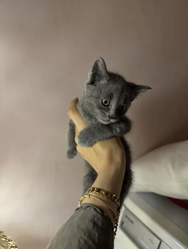 Gri British Shorthair Bebekler