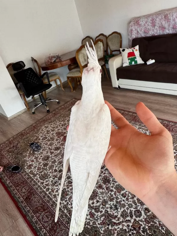2 Aylık Albino Sultan Papağanı