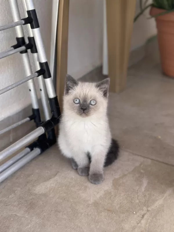 British Shorthair Blue Point Yavru