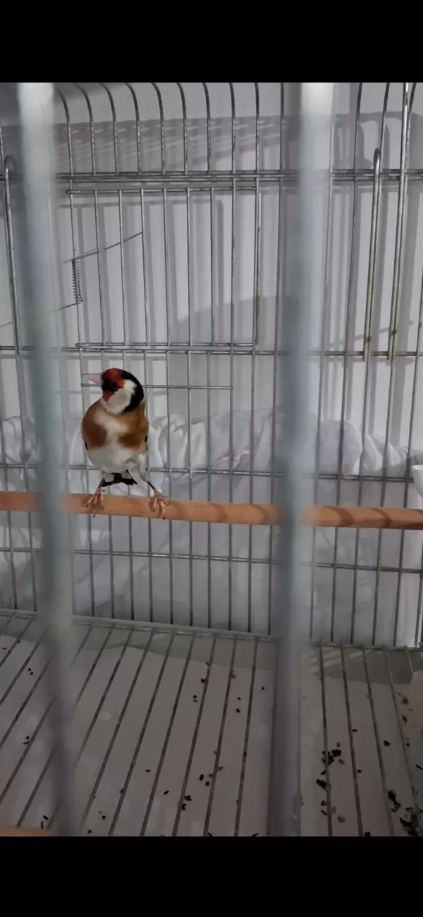 Harika Erkek Saka Kuşu