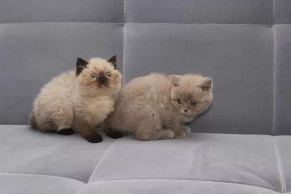 British Shorthair Yavrularımız Sağlik Ve İrk Garantili