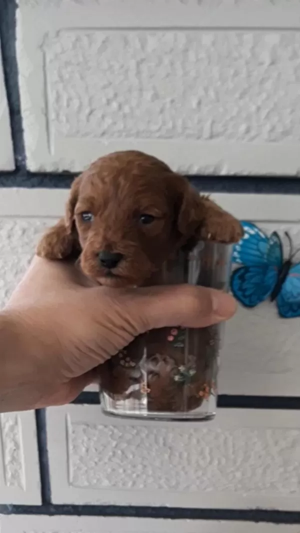 Evde Doğup Büyüyen Kore Poodle