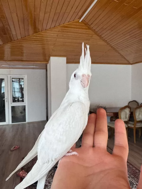 2 Aylık Albino Sultan Papağanı