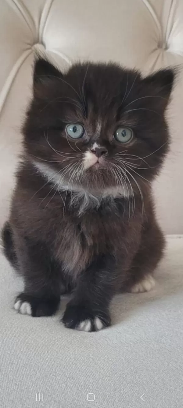 Eşsiz Güzellikte İpek Tüylü Birman Ve British Longhair