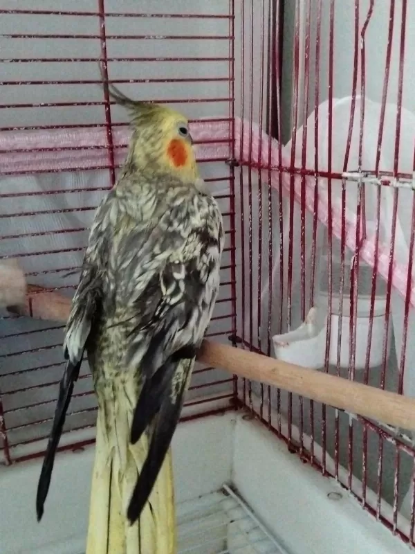 4 5 Aylık Sultan Papağanlar Ele Alışık