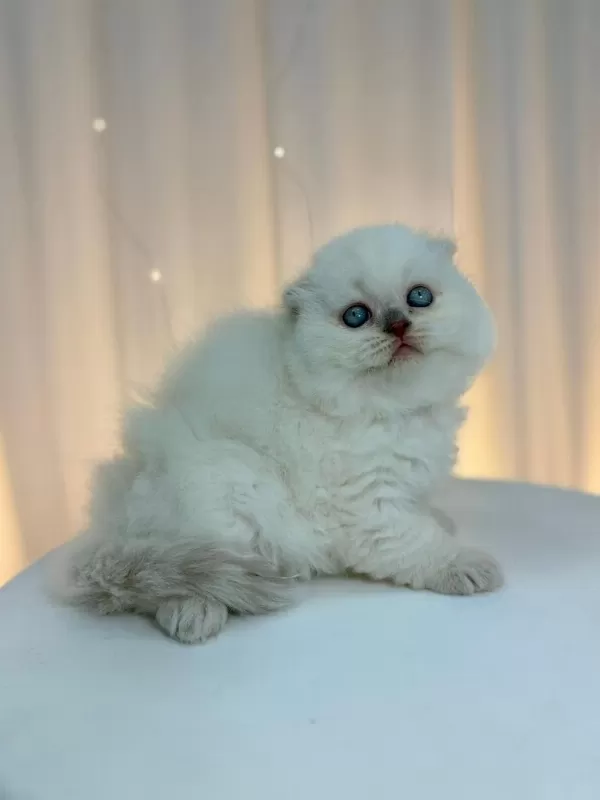 İrk Ve Sağlik Garantili Scottish Fold Kediler