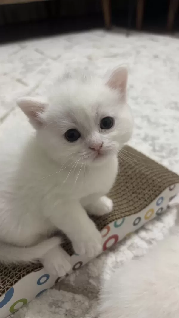Böyle British Shorthair Güzellik Yok