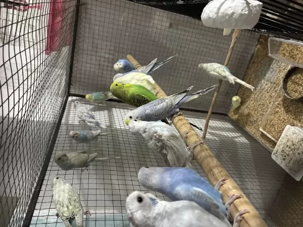 Sağlıklı Bebek Muhabbet Kuşu