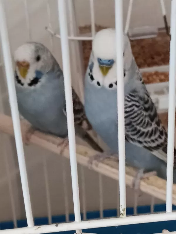 Harika Çift Muhabbet Kuşu