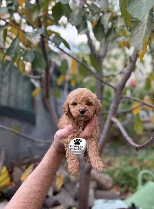 Sağlıklı Toy Poodle Yavrumuz