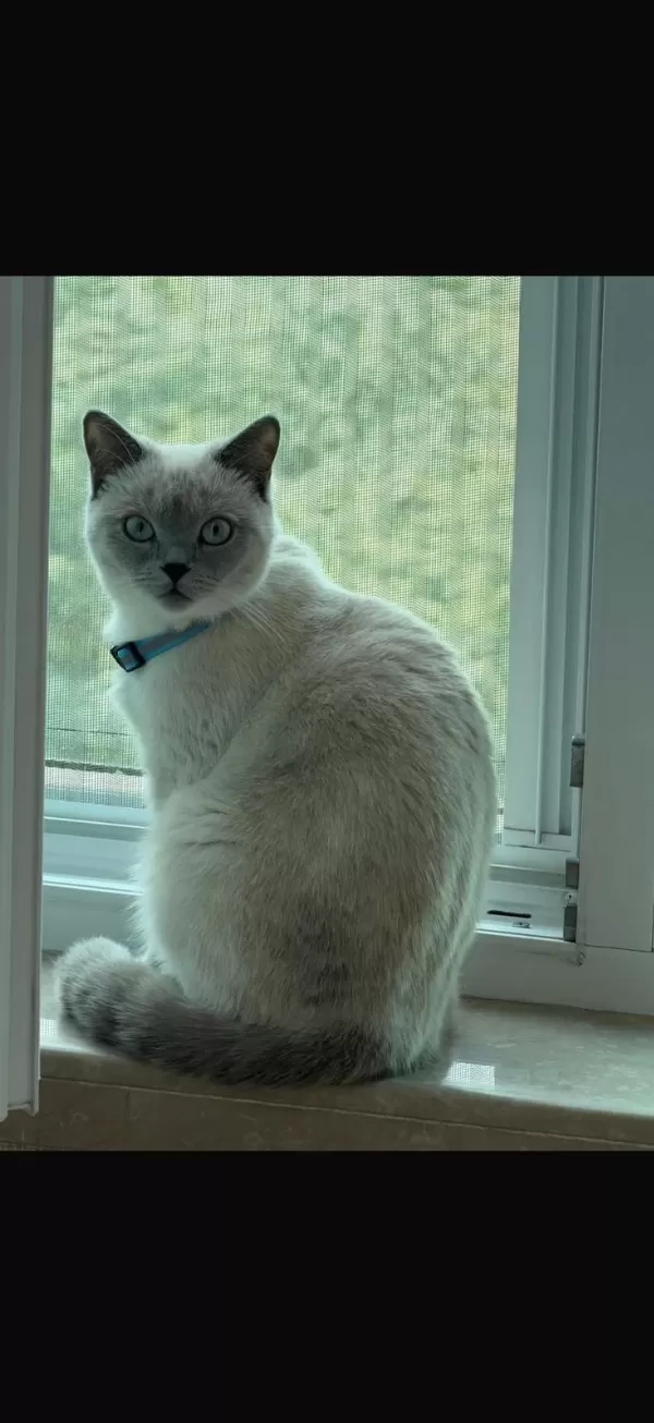 8 Aylık Dişi British Shorthair