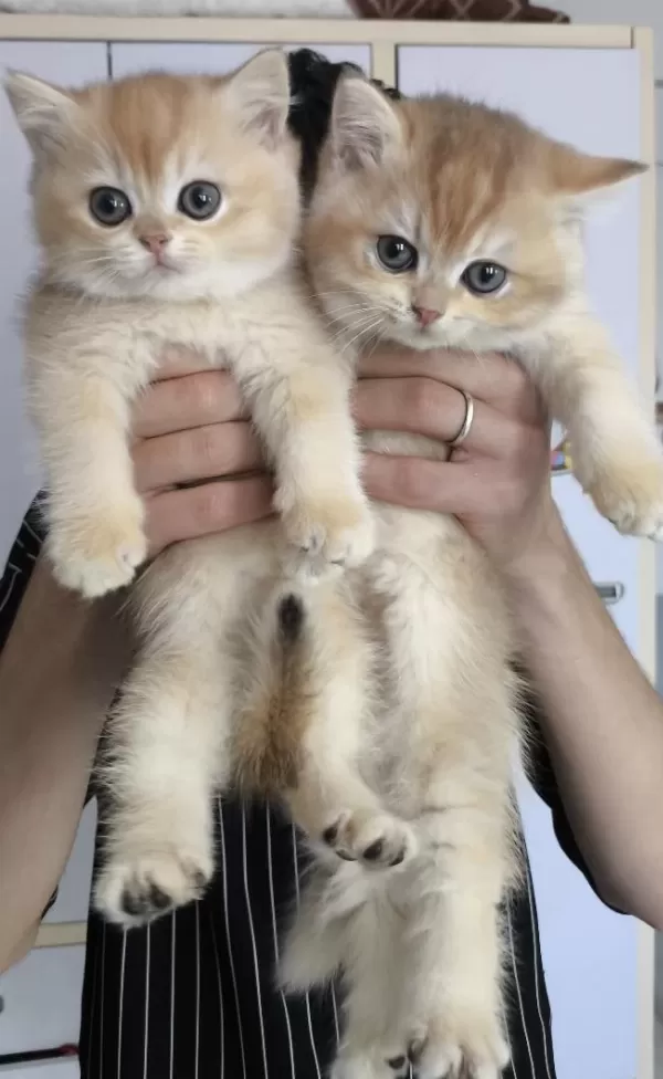 British Golden Ny 12 Ve Black Golden