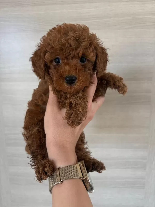 Dişi Ve Erkek Kore Korekan Poodle Yavrularım