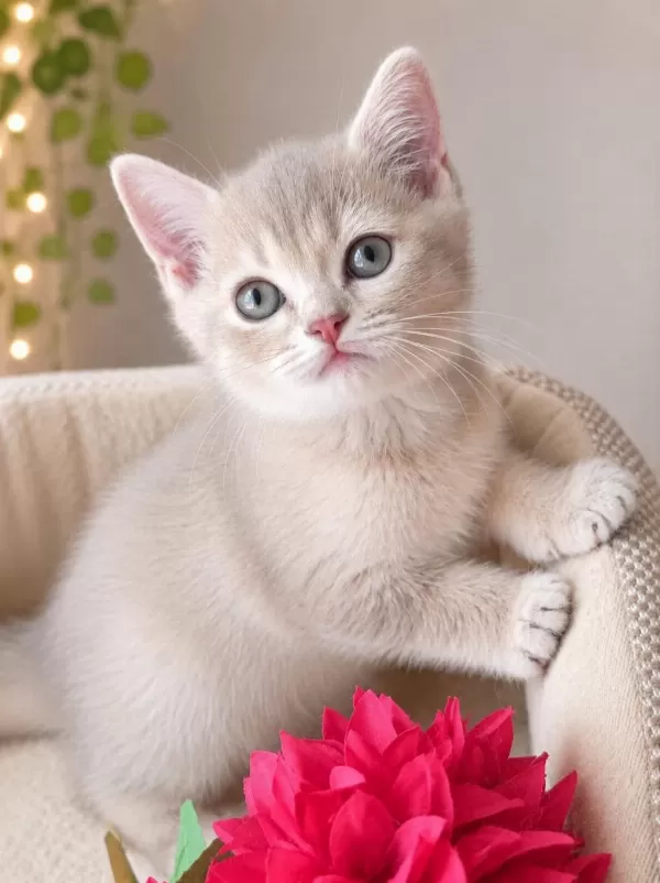 British Shorthair Dişi Yavrular