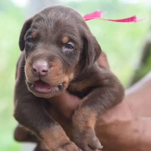 Harika Doberman Kizil Yetişen Kazanir