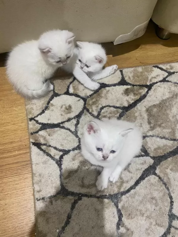 Kar Beyaz Maviş British Shorthair Yavrular