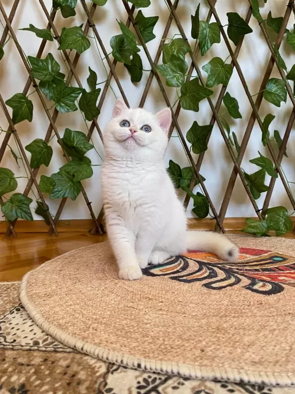 Golden Ny1233 Dişi British Shorthair Golden
